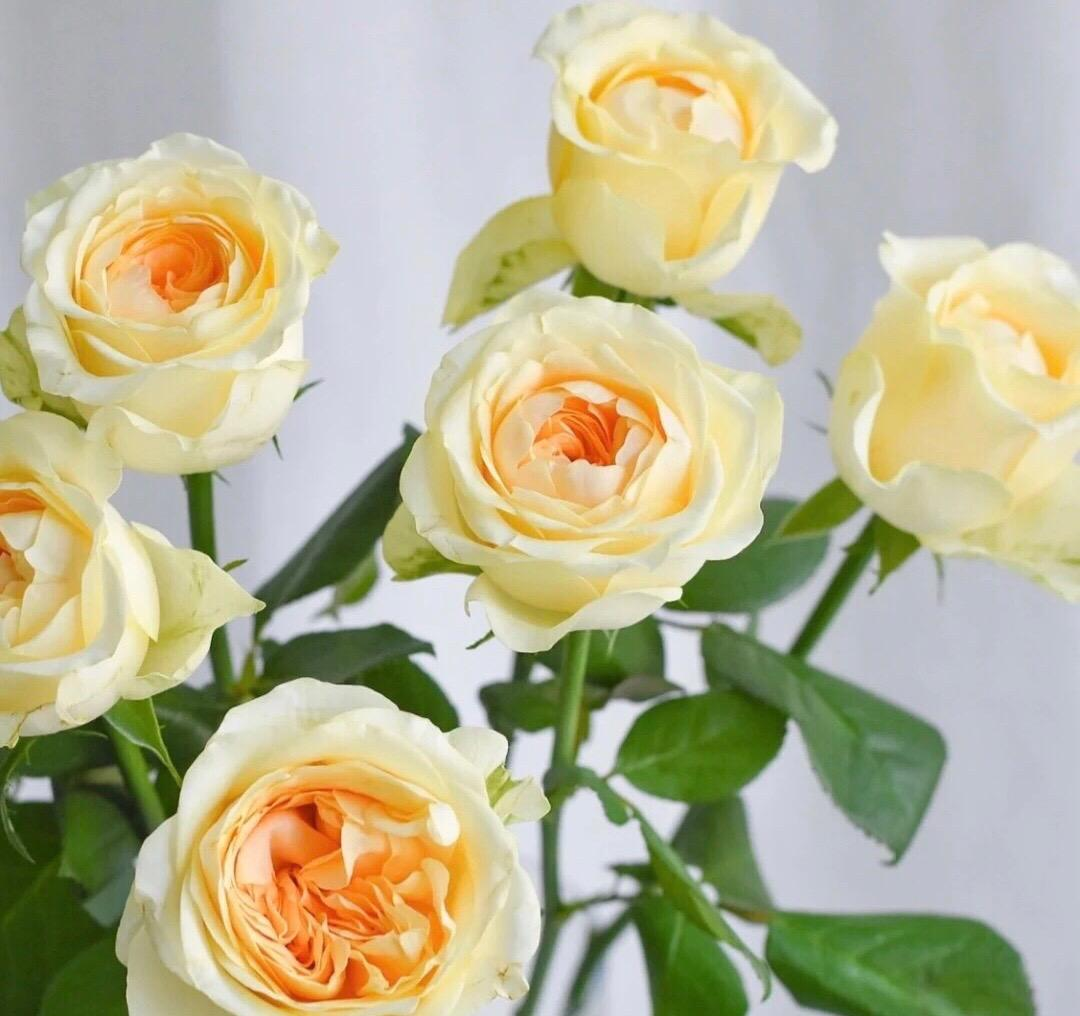 Warm Jade Rose Seeds