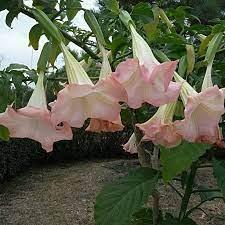 Red Flowering Mandevilla