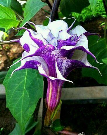  Purple flowering mandarins