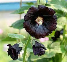 Black-flowered mandarin seeds