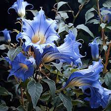 Blue Flowering Mandala