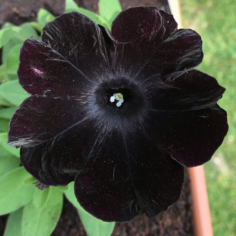 Black-flowered mandarin seeds