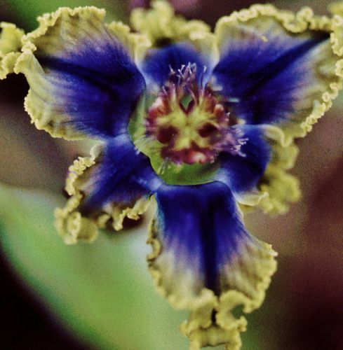 "Blue Flower" Ferrari Iris.