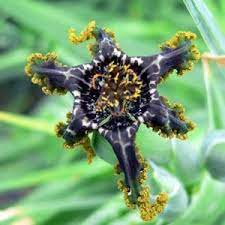 "Black Flower" Ferrari Iris.