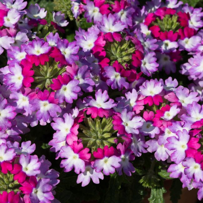 Verbena Sparkle Purple Blues