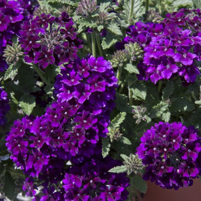 Verbena Showboat Midnight