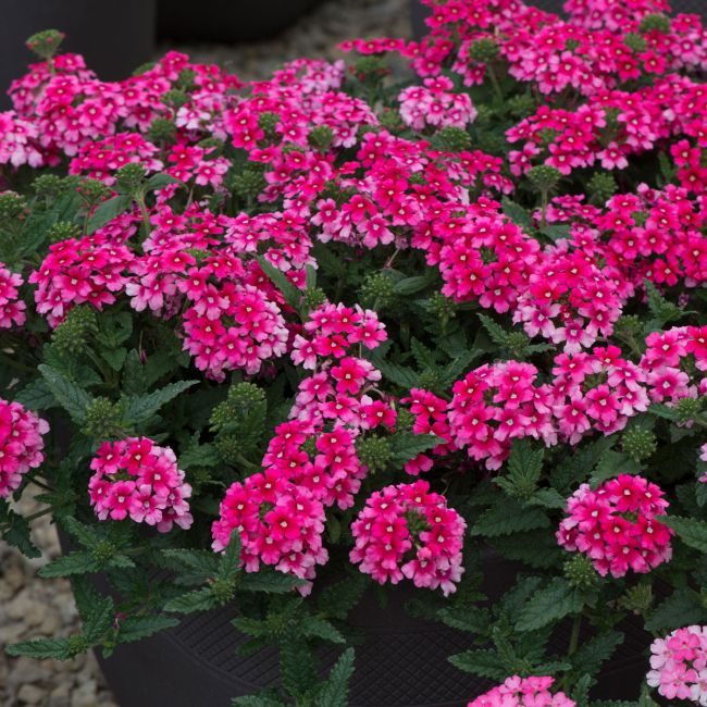 Verbena Showboat Magenta