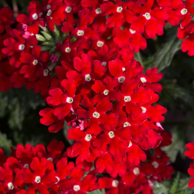 Verbena Enchantment Red