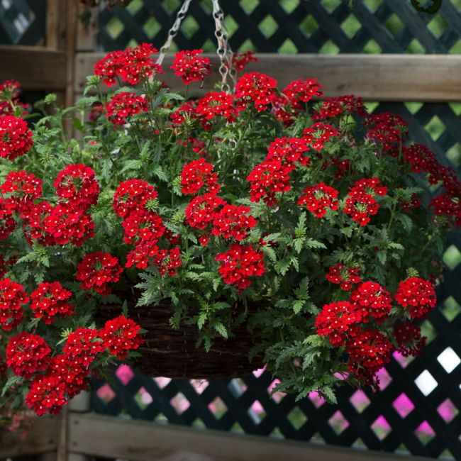 Verbena Enchantment Red