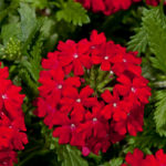 Verbena Enchantment Red