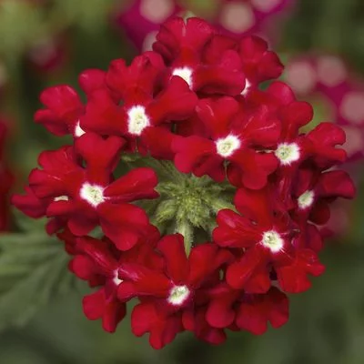 Verbena Enchantment Red