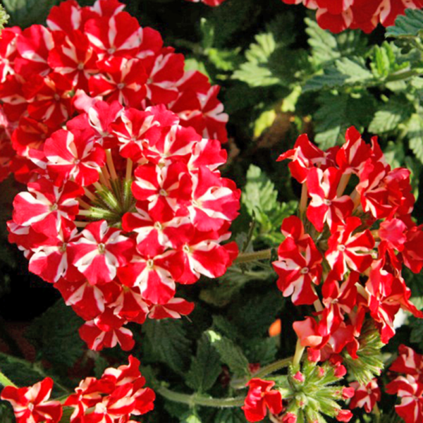Verbena Voodoo Red Star