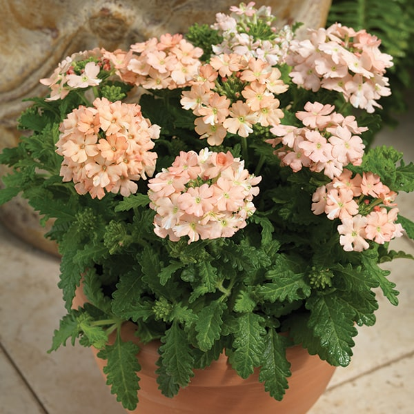 Verbena Tuscany Peach
