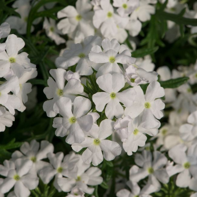 Verbena Enchantment White