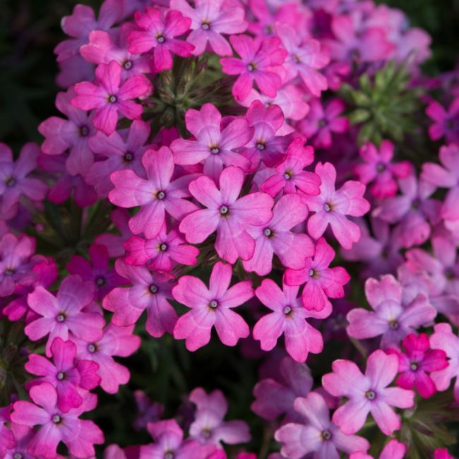 Verbena Enchantment Hot Pink