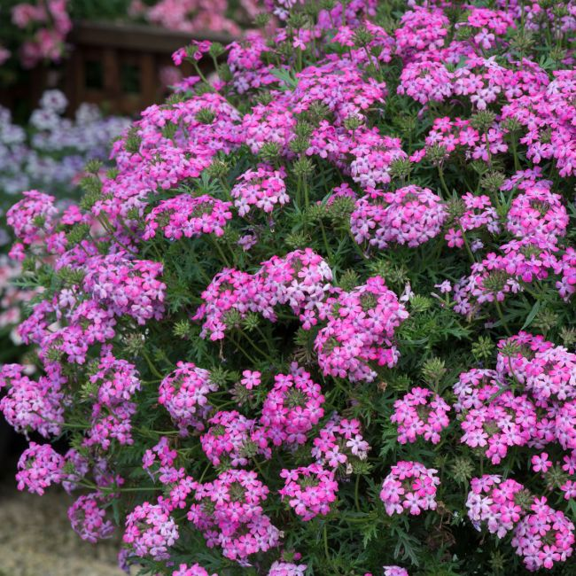 Verbena Enchantment Hot Pink