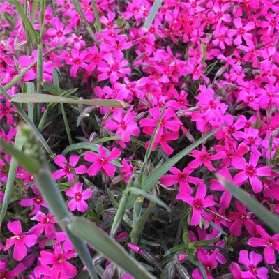 Verbena Enchantment Hot Pink