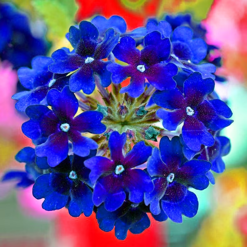 Verbena Quartz Deep Blue Flower Seed Heirloom