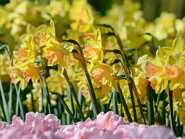 DAFFODIL, BLUSHING LADY (10 BULBS)
