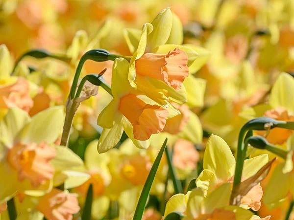 DAFFODIL, BLUSHING LADY (10 BULBS)