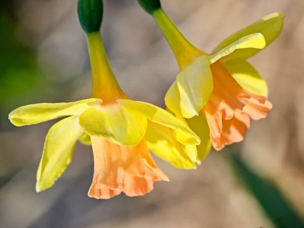 DAFFODIL, BLUSHING LADY (10 BULBS)
