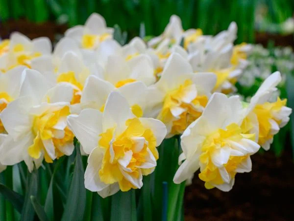 DAFFODIL, GOLDEN PEARL (10 BULBS)