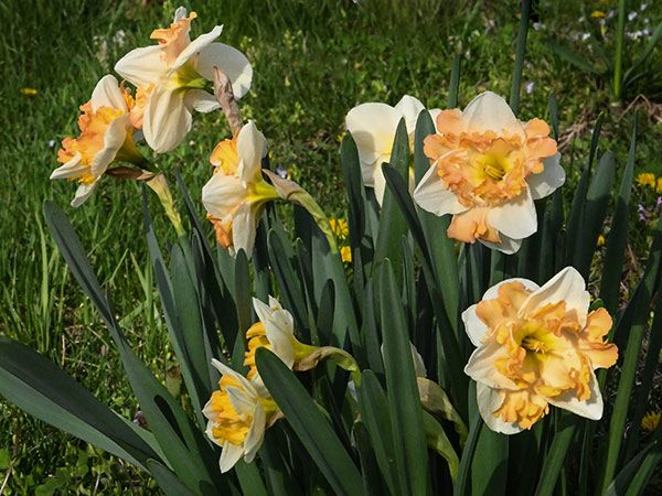 DAFFODIL, MALLEE (10 BULBS)