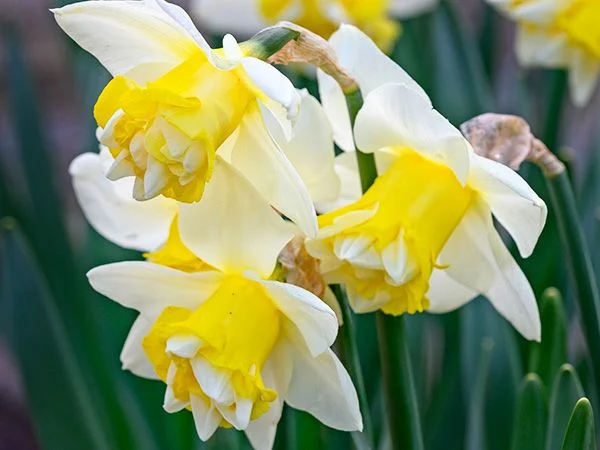 DAFFODIL, POPEYE (10 BULBS)