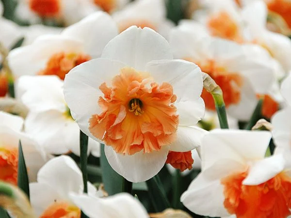 DAFFODIL, PRECOCIOUS (10 BULBS)