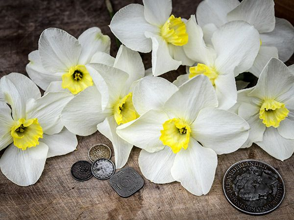 DAFFODIL, QUEEN OF NORTH (10 BULBS)