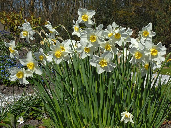 DAFFODIL, QUEEN OF NORTH (10 BULBS)
