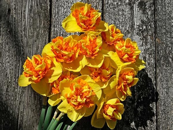 DAFFODIL, SIZZLING FIRE (10 BULBS)