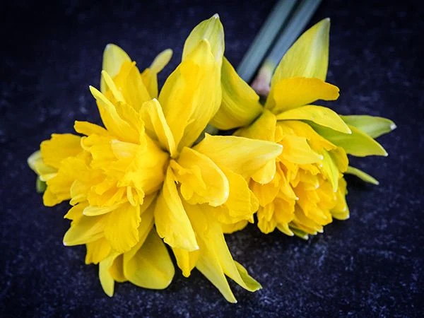 [Copy]DAFFODIL, SNIPE (10 BULBS)