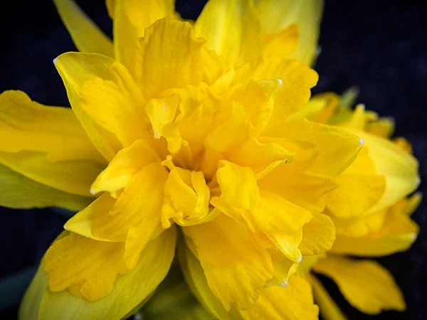 [Copy]DAFFODIL, SNIPE (10 BULBS)