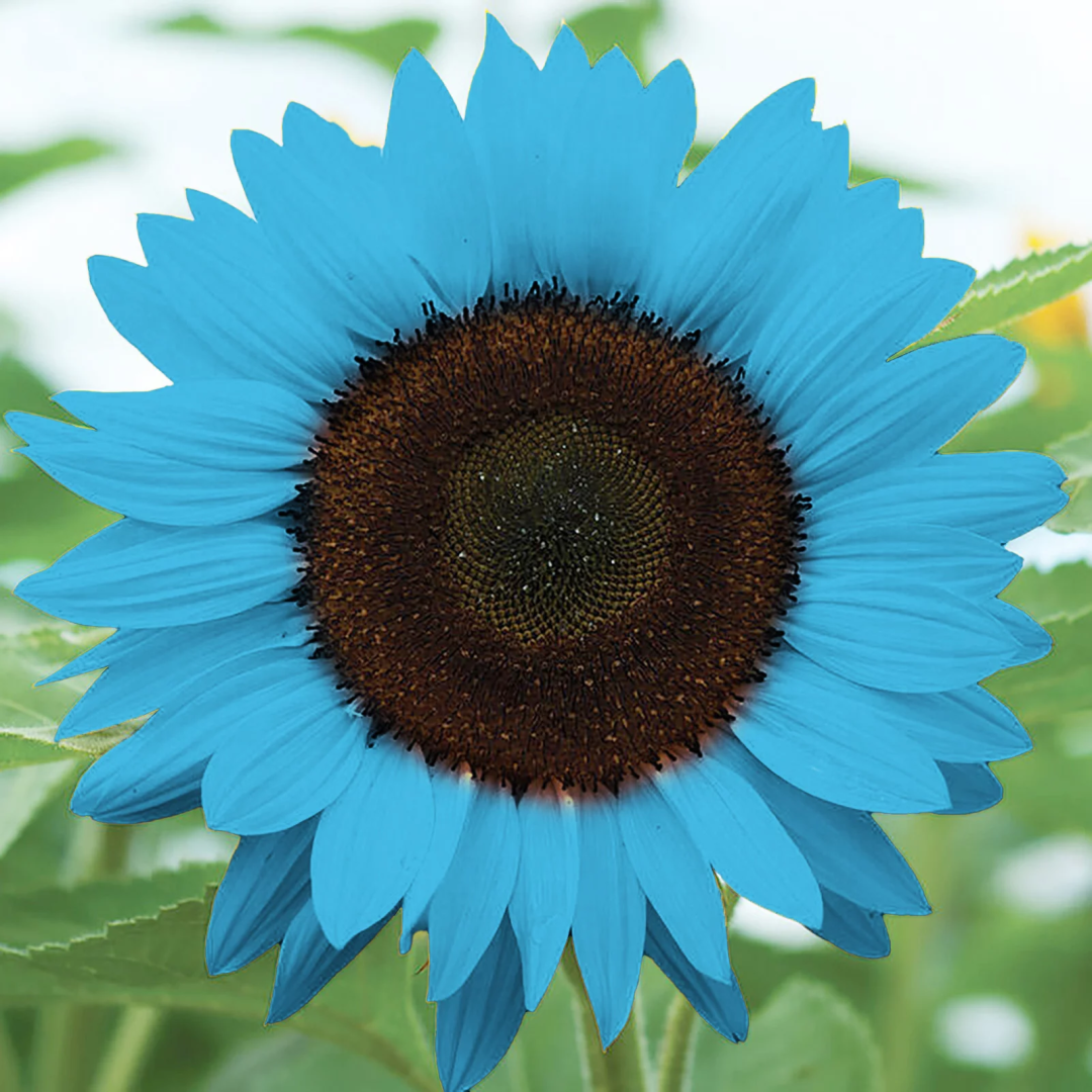 🌻🌻Special Rare Color Bright Blue Sunflower Seeds Garden Grown Colorf