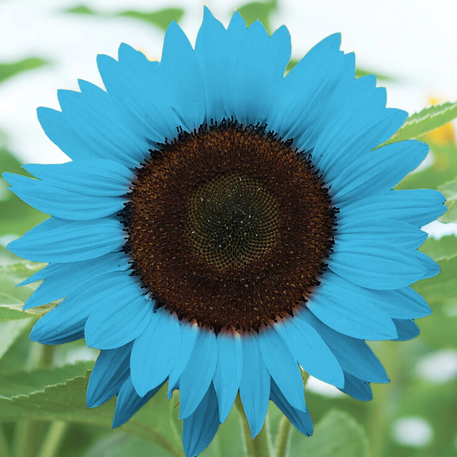 🌻🌻Special Rare Color Bright Blue Sunflower Seeds Garden Grown Colorf