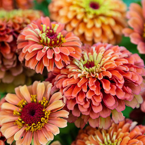 Zinnia Queen Orange Lime