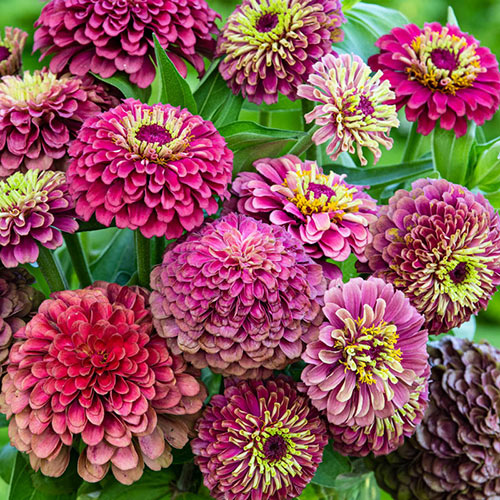 Zinnia Queen Red Lime