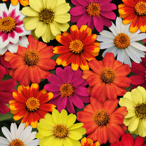 Improved Zinnia Seed Mix