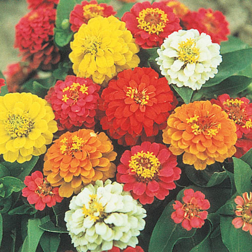  State Fair Zinnia Seed