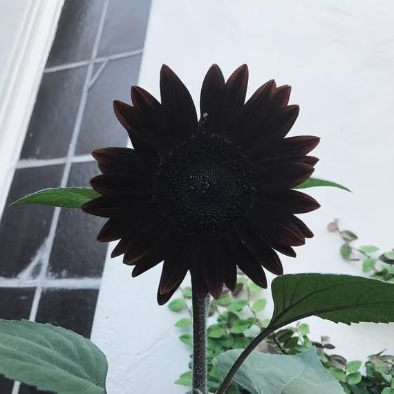Rare color black sunflower Seeds Plants Garden Planting Colorful Rare Bonsai 