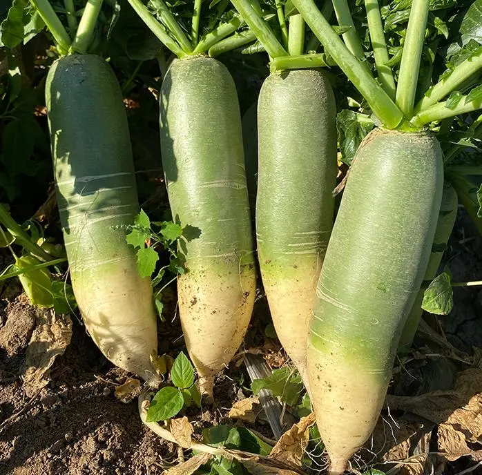 Rare radish "green" exotic Seeds for planting