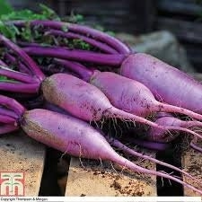 Rare Heirloom Blue Moon Radish Seeds