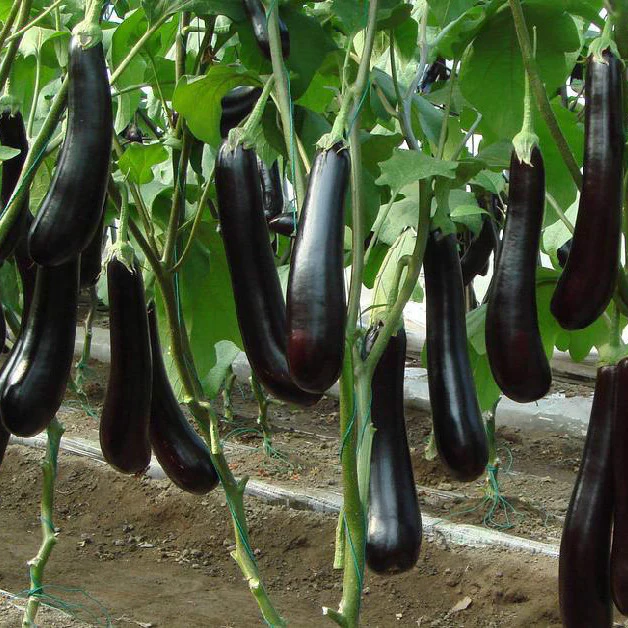 Winter Sale☃️💥10 BLACK VEGETABLES - THE ULTIMATE LIST(100 Seeds)