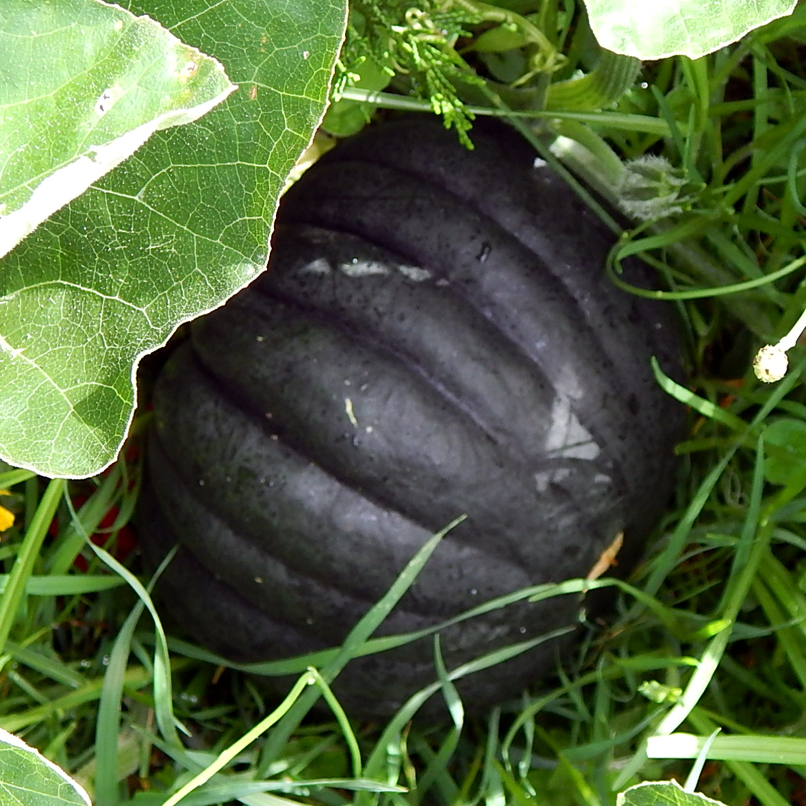 Winter Sale☃️💥10 BLACK VEGETABLES - THE ULTIMATE LIST(100 Seeds)