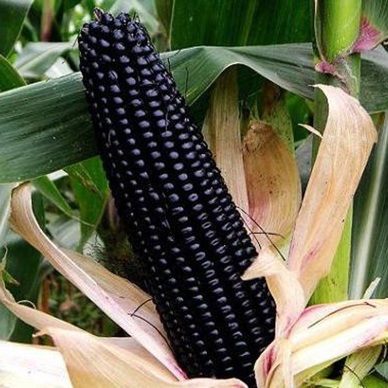 Winter Sale☃️💥10 BLACK VEGETABLES - THE ULTIMATE LIST(100 Seeds)