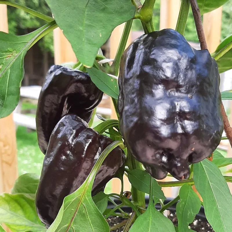 Winter Sale☃️💥10 BLACK VEGETABLES - THE ULTIMATE LIST(100 Seeds)