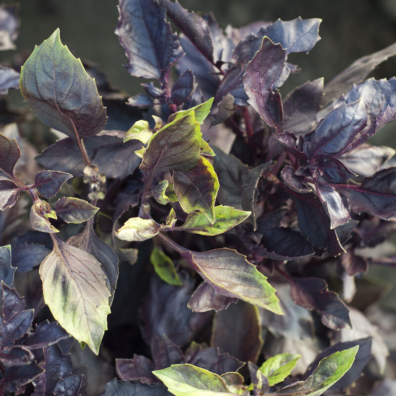 Winter Sale☃️💥9 BLACK VEGETABLES - THE ULTIMATE LIST