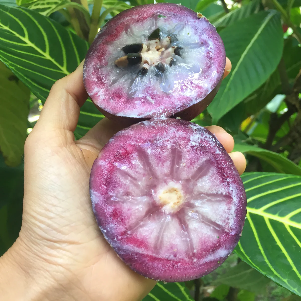 👋Winter Sale☃️💥Milk Fruit (Star Apple)👋Heirloom Seed