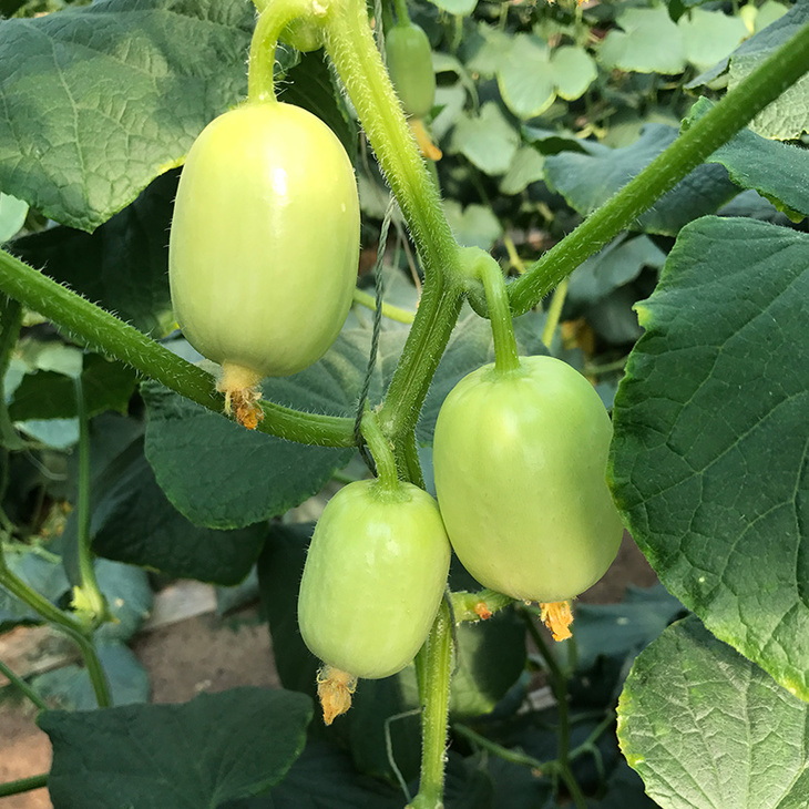 Fat Reduction Zone🌈🌿Milk Thumb Cucumber🥒